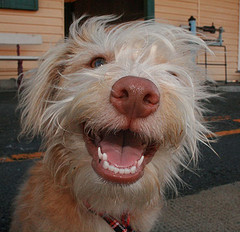 Happy smiling mutt